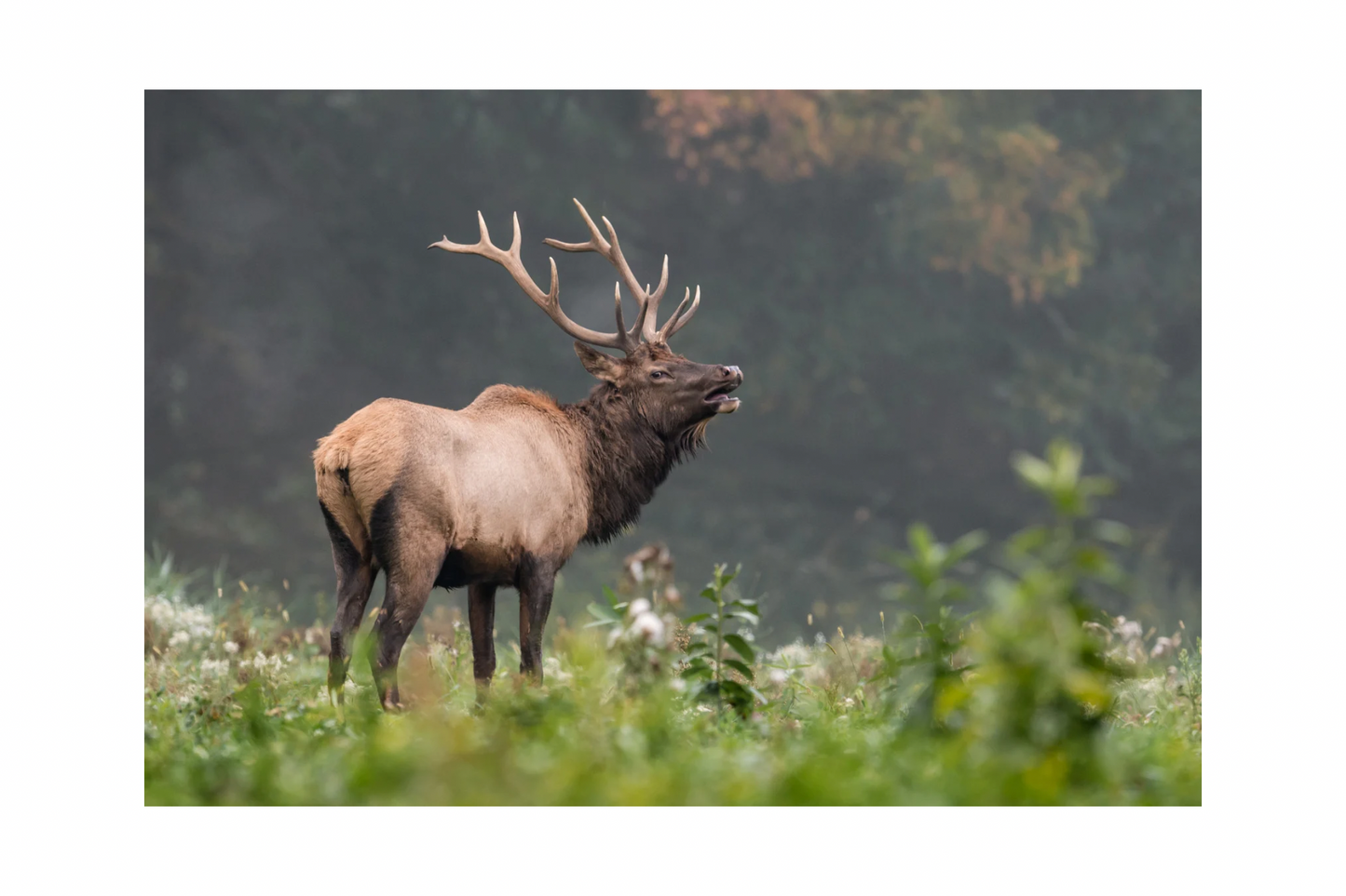 ELK TRACKS MAPLE SHAMPOO & BODY SOAP BAR