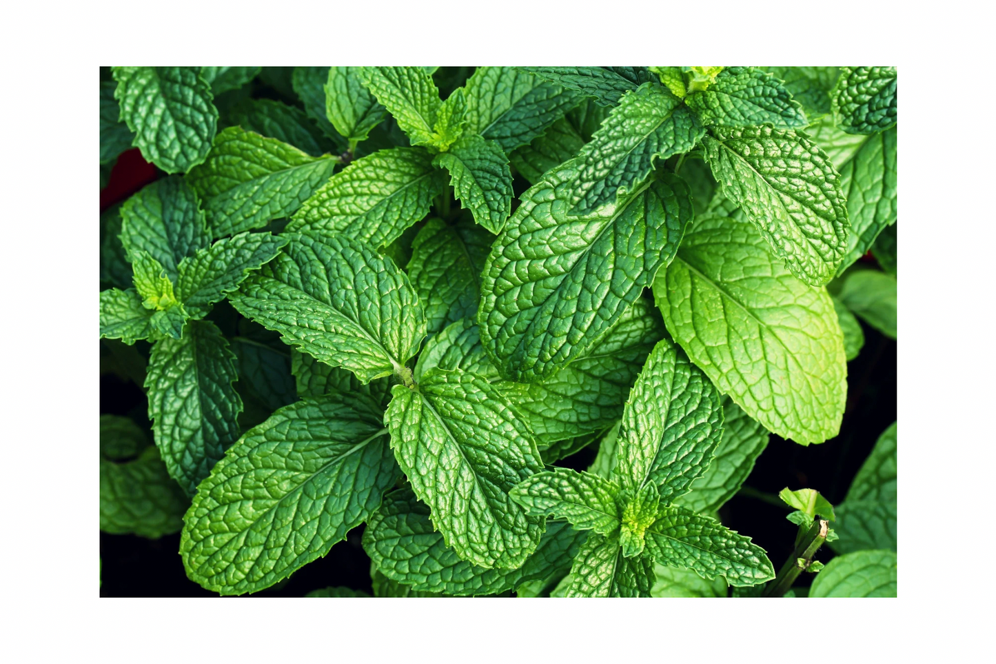 GLACIER CHILL-VANILLA MINT Auto Freshener Pouch