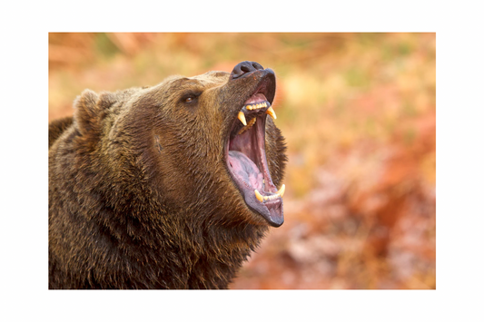 Grizzly Grit Unscented Lip Balm