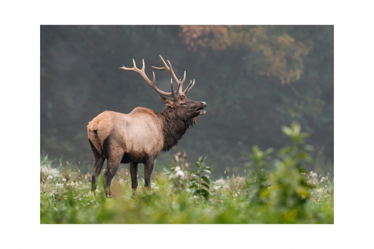Elk Tracks Maple Lip Balm