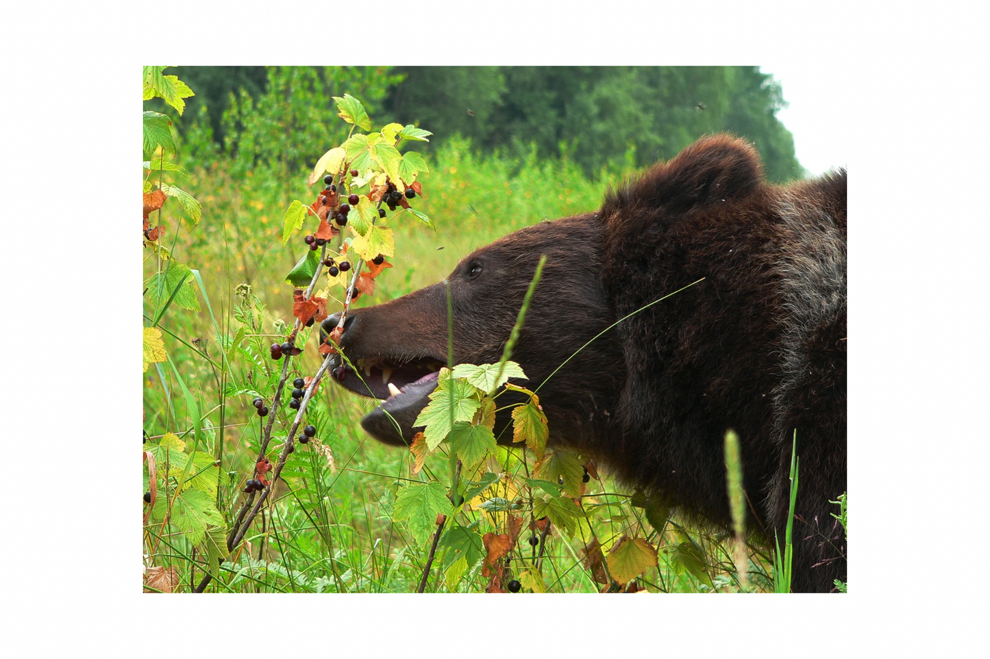 High Country Huckleberry – Instant Coffee Mix