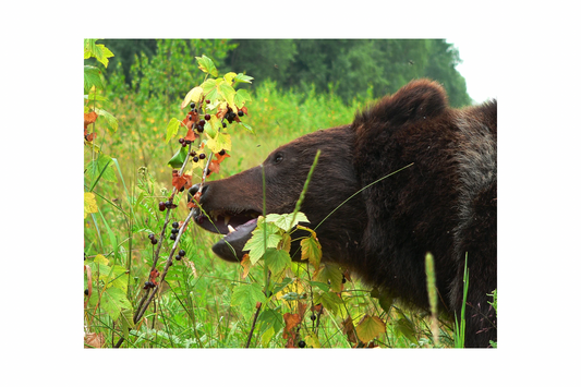 Huckleberry Highline Lip Balm