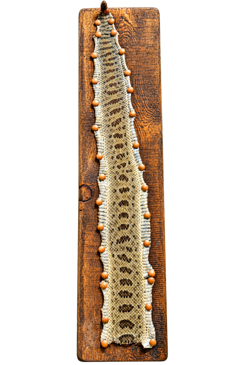 Snake Skin Mount – Start to Finish